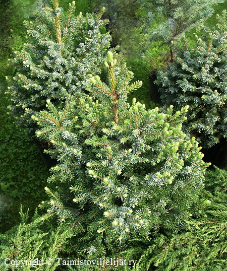 Picea omorika 'Nana', serbiankuusi